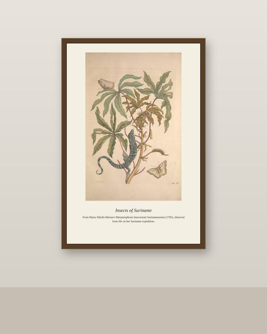 Surinam Insects and Plants (10) antique botanical print shown framed on a wall in a styled room