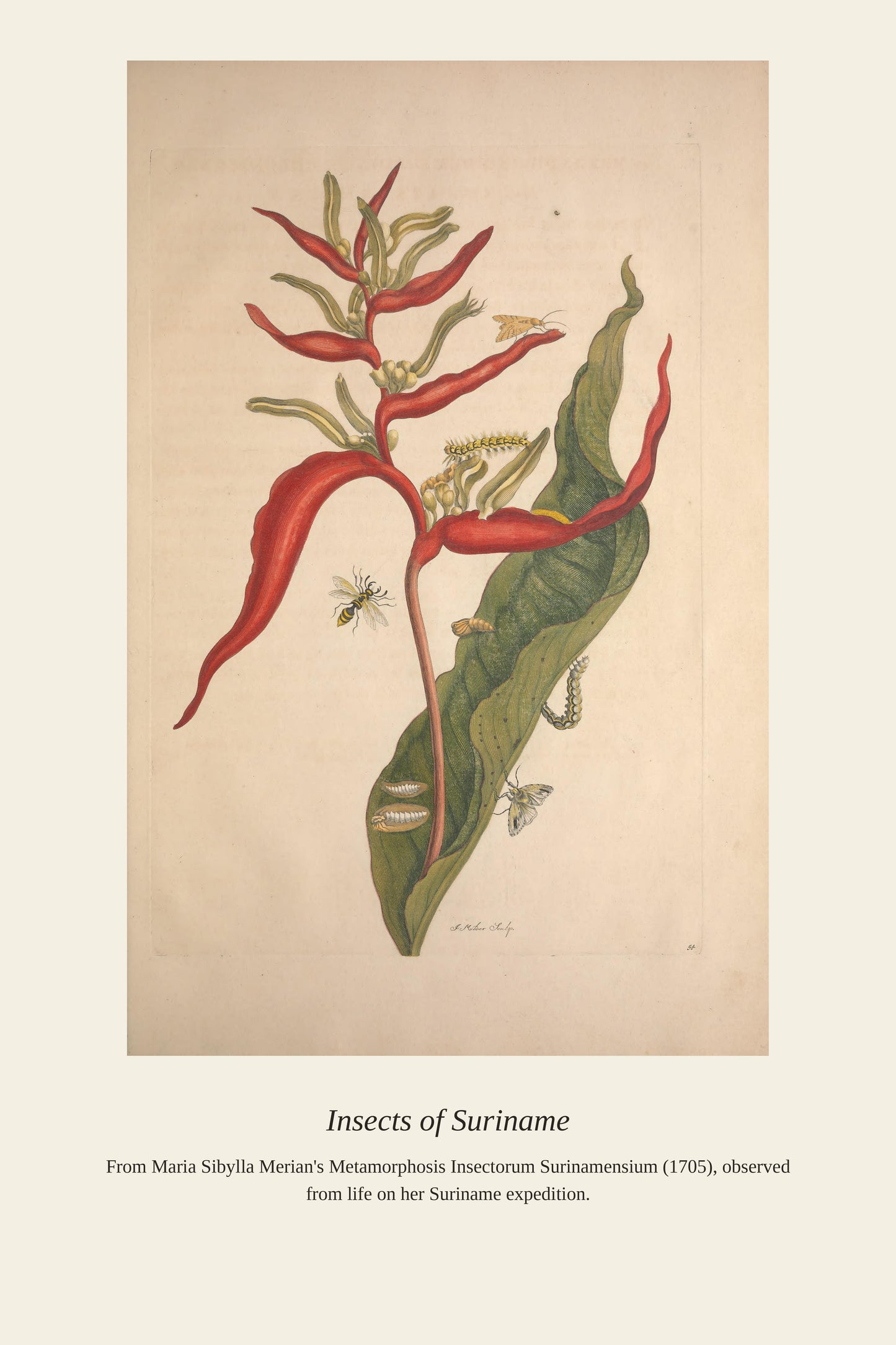 Surinam Insects and Plants (11) - Antique Botanical Print