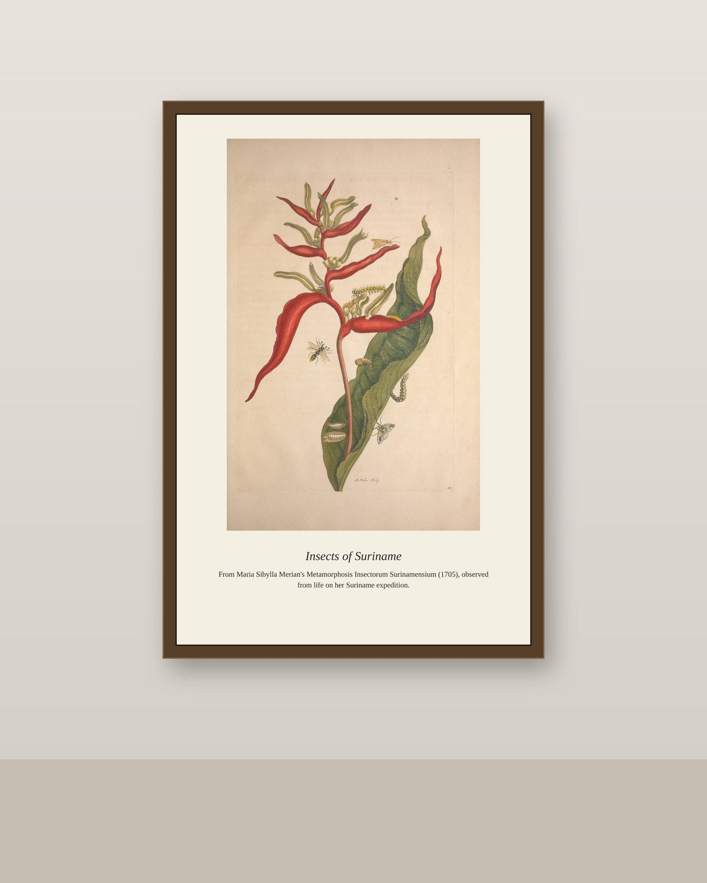 Surinam Insects and Plants (11) antique botanical print shown framed on a wall in a styled room
