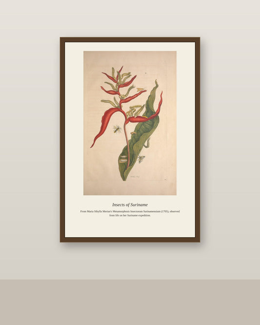 Surinam Insects and Plants (11) antique botanical print shown framed on a wall in a styled room