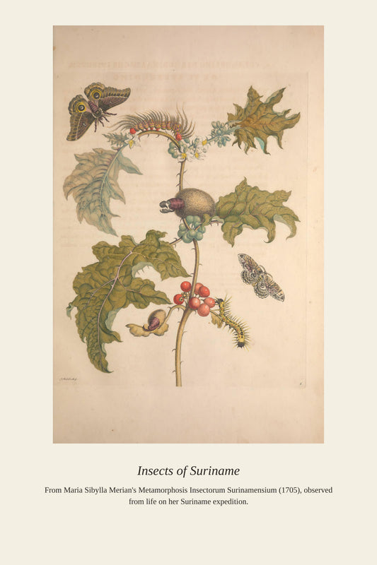 Surinam Insects and Plants (12) - Antique Botanical Print
