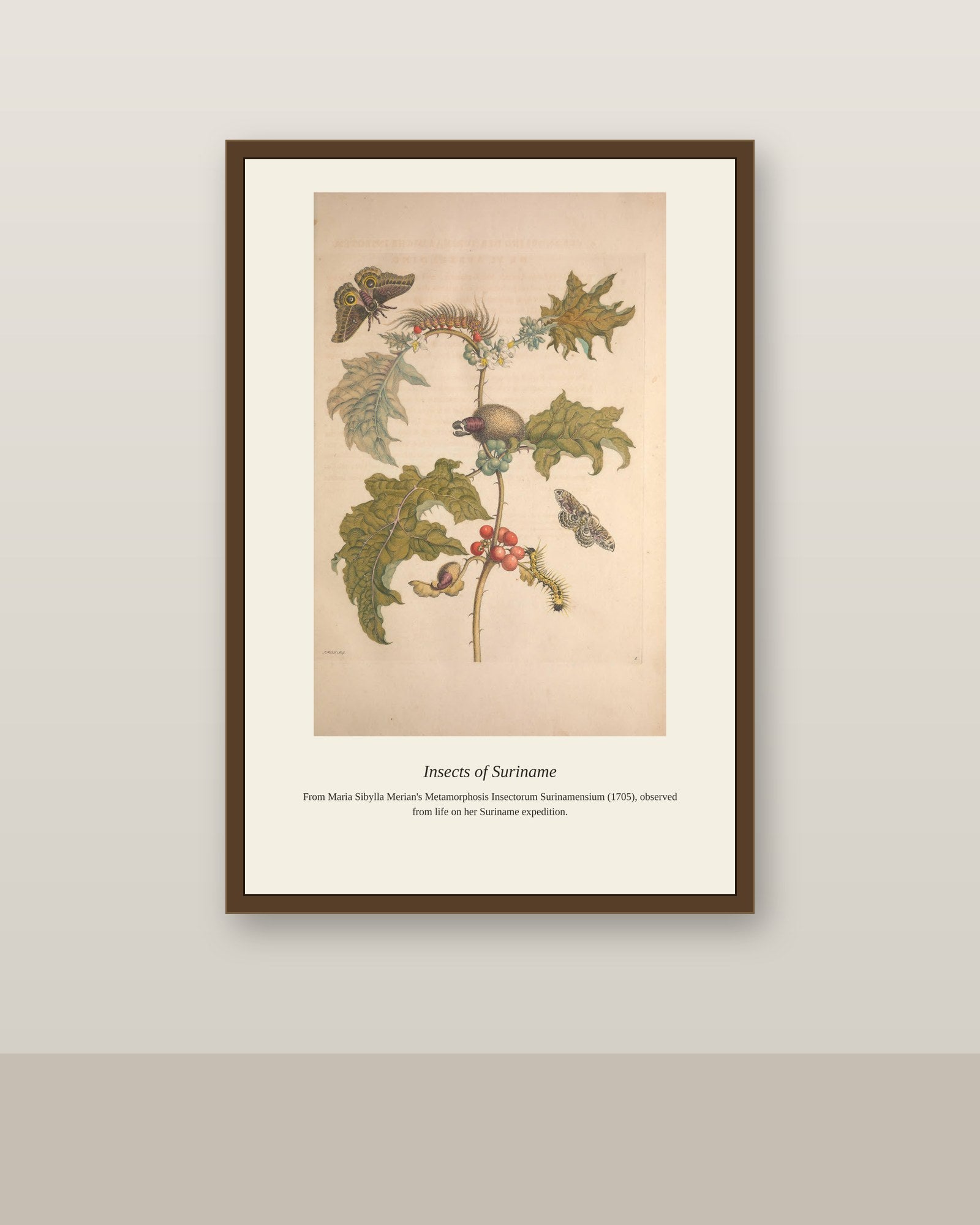 Surinam Insects and Plants (12) antique botanical print shown framed on a wall in a styled room