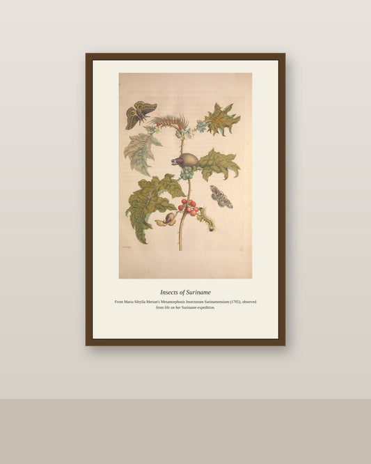 Surinam Insects and Plants (12) antique botanical print shown framed on a wall in a styled room