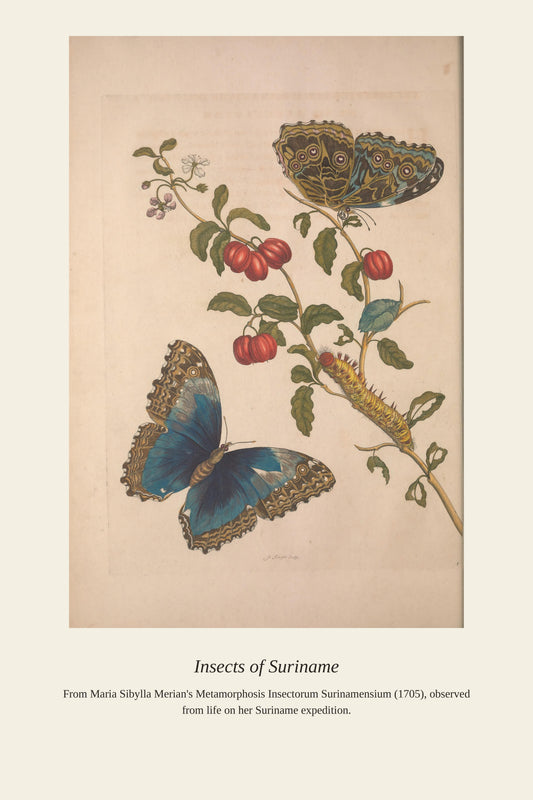 Surinam Insects and Plants (13) - Antique Botanical Print