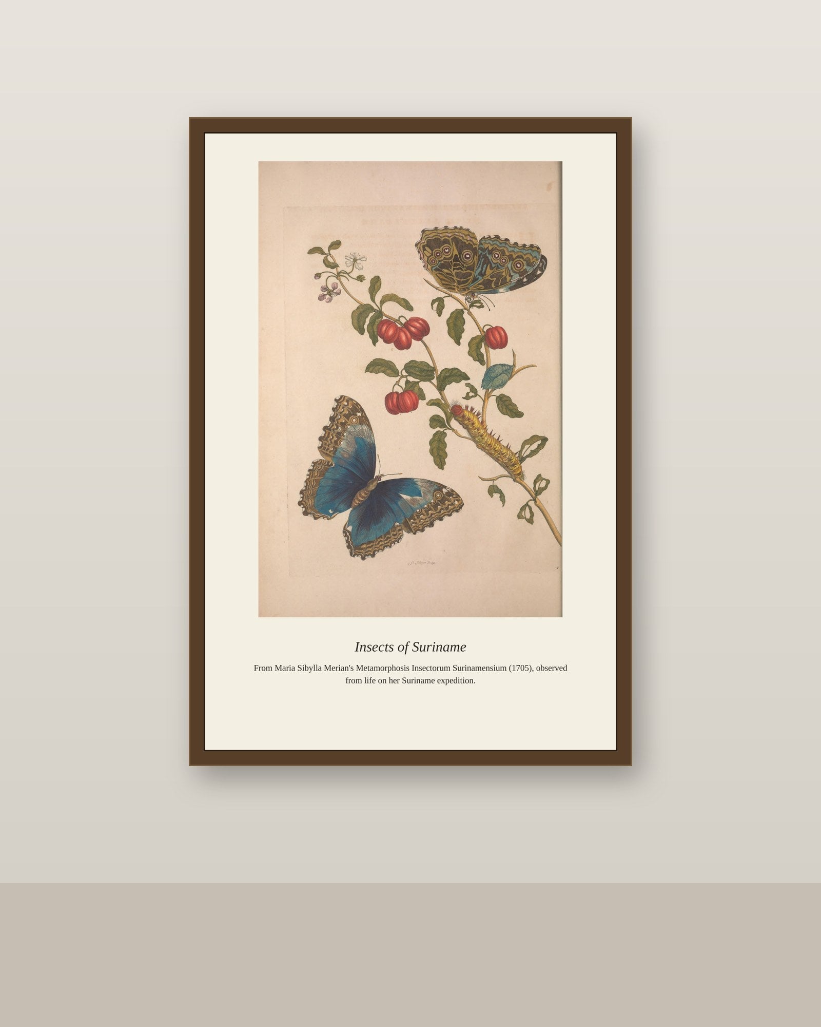 Surinam Insects and Plants (13) antique botanical print shown framed on a wall in a styled room