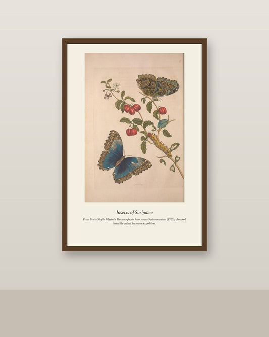 Surinam Insects and Plants (13) antique botanical print shown framed on a wall in a styled room