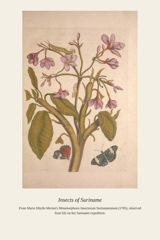 Surinam Insects and Plants (14) - Antique Botanical Print