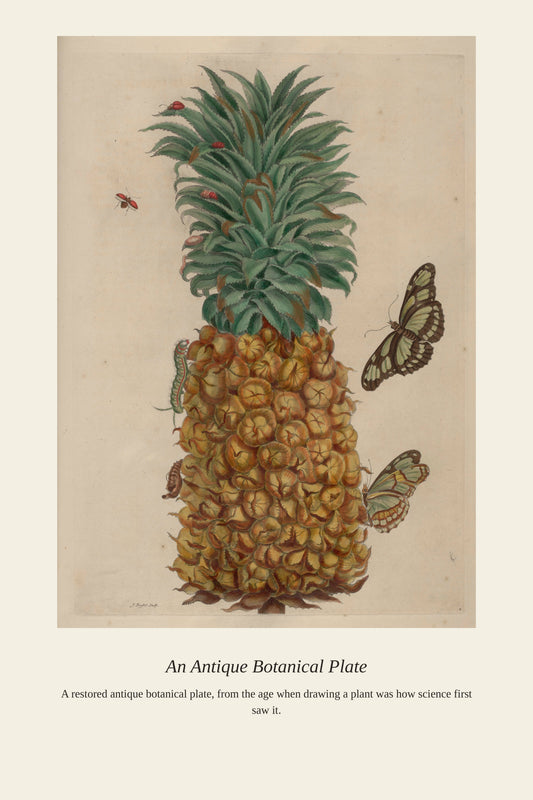Surinam Insects and Plants (15) - Antique Botanical Print