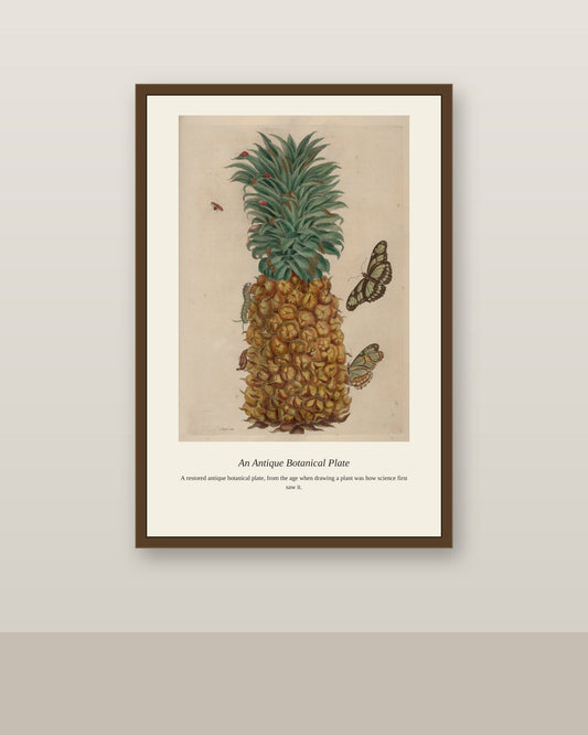 Surinam Insects and Plants (15) antique botanical print shown framed on a wall in a styled room