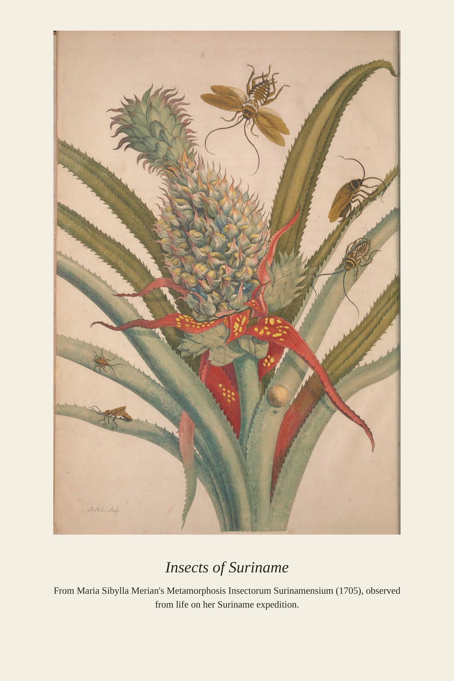 Surinam Insects and Plants (2) - Antique Botanical Print