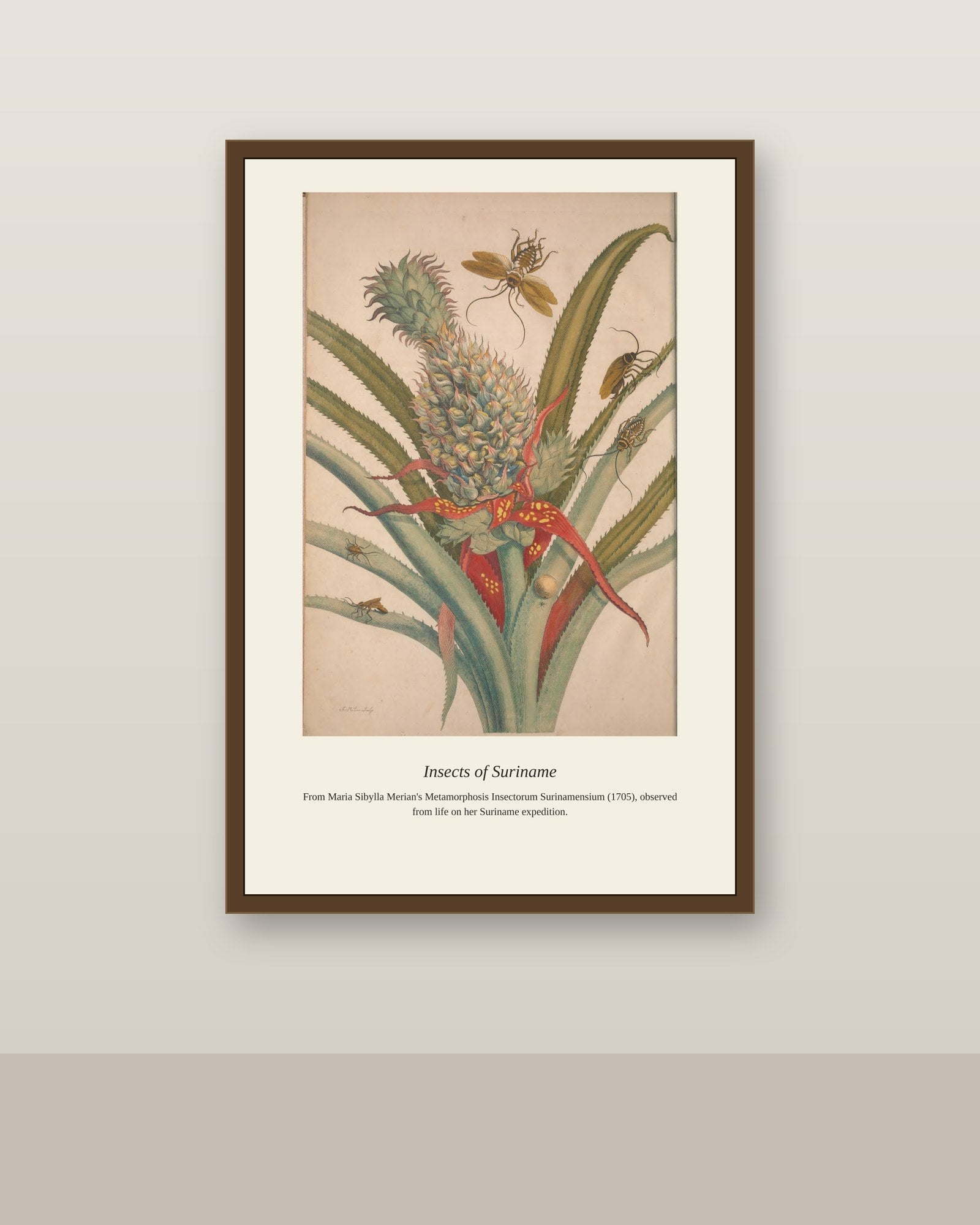 Surinam Insects and Plants (2) antique botanical print shown framed on a wall in a styled room