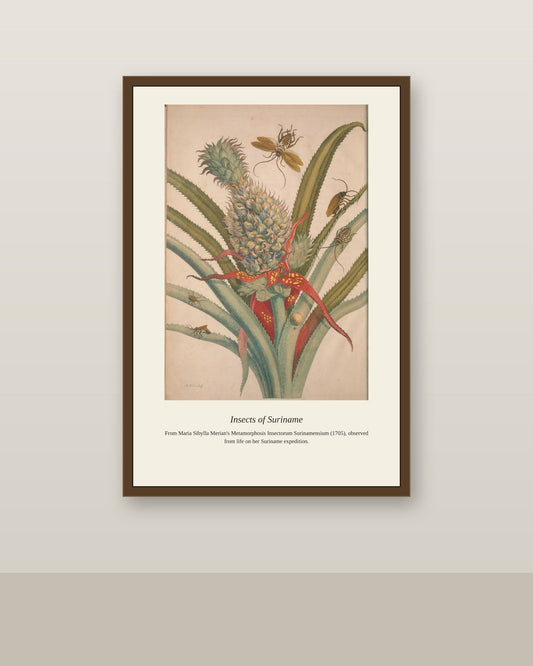 Surinam Insects and Plants (2) antique botanical print shown framed on a wall in a styled room
