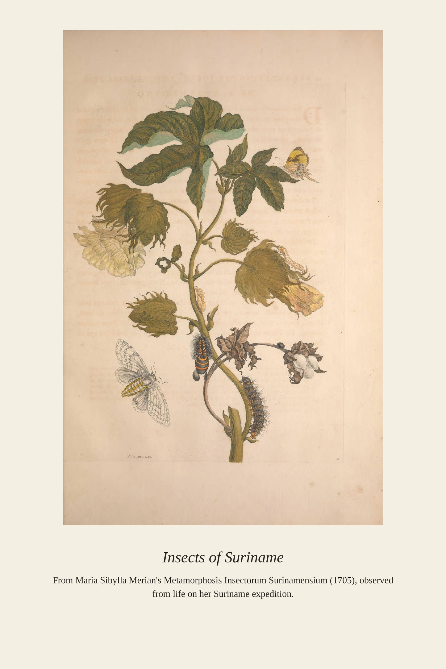 Surinam Insects and Plants (3) - Antique Botanical Print