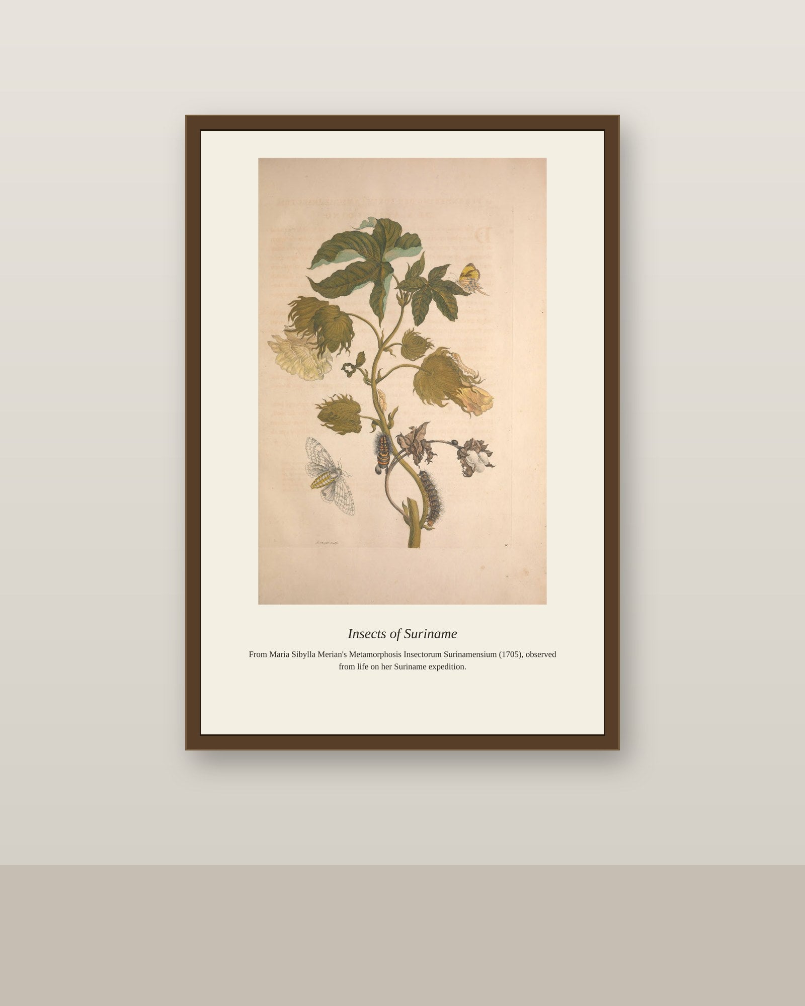 Surinam Insects and Plants (3) antique botanical print shown framed on a wall in a styled room