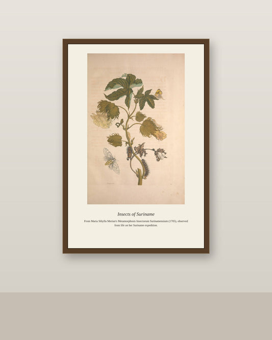Surinam Insects and Plants (3) antique botanical print shown framed on a wall in a styled room