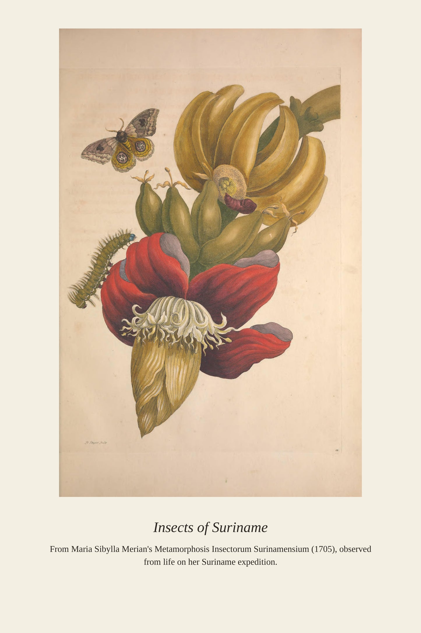 Surinam Insects and Plants (4) - Antique Botanical Print