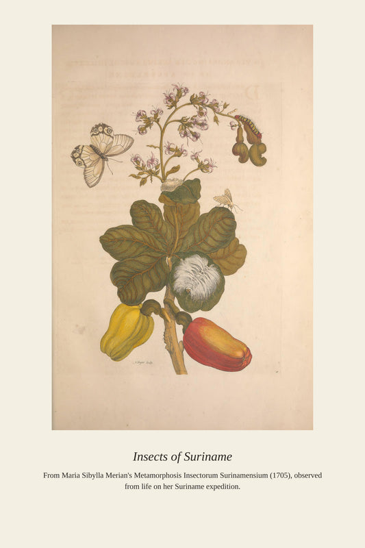 Surinam Insects and Plants (5) - Antique Botanical Print