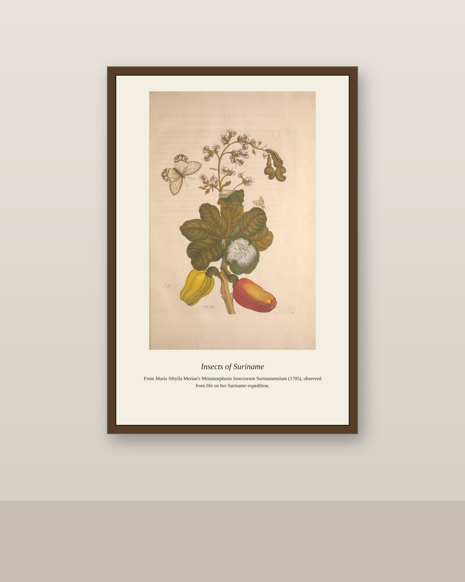 Surinam Insects and Plants (5) antique botanical print shown framed on a wall in a styled room