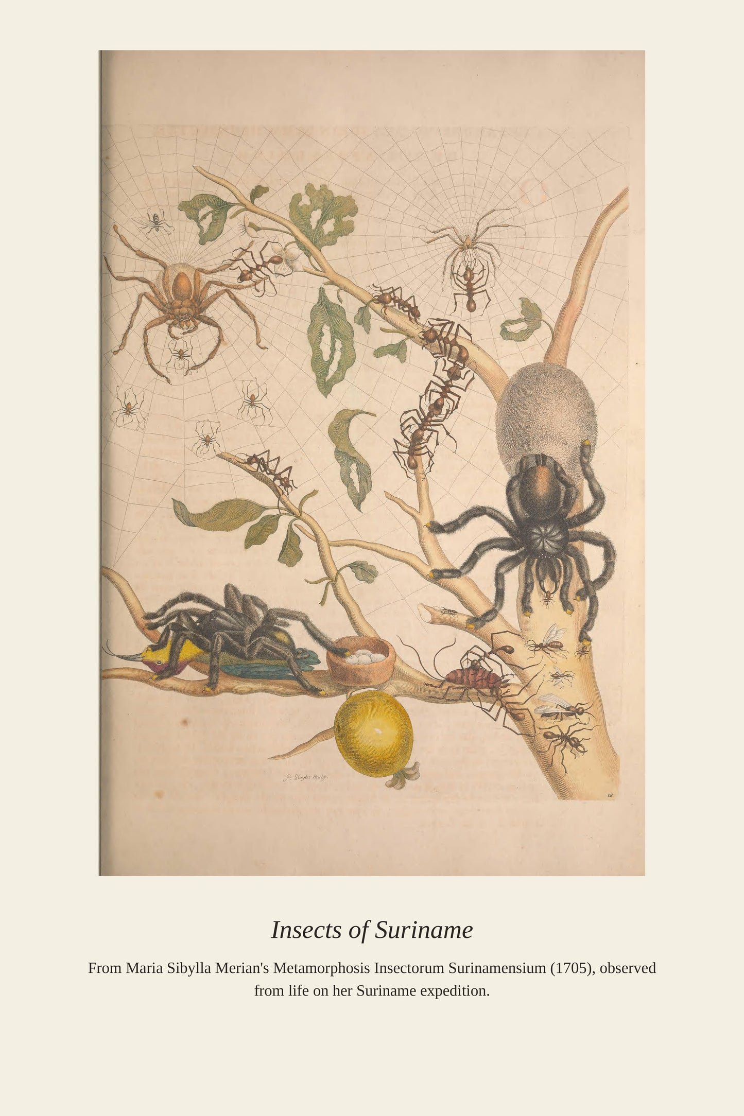 Surinam Insects and Plants (6) - Antique Botanical Print