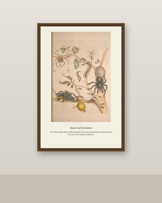 Surinam Insects and Plants (6) antique botanical print shown framed on a wall in a styled room