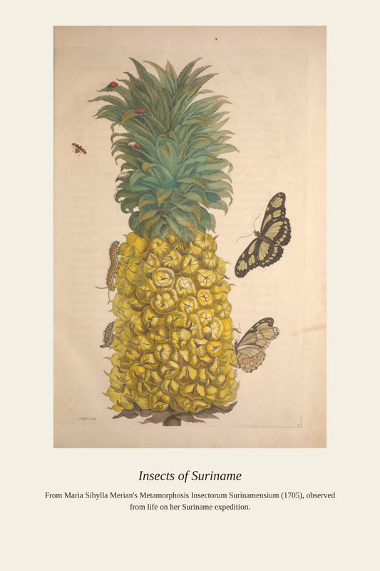 Surinam Insects and Plants (7) - Antique Botanical Print