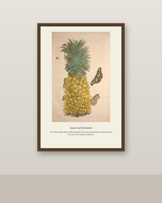 Surinam Insects and Plants (7) antique botanical print shown framed on a wall in a styled room