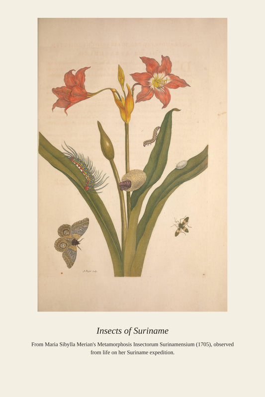 Surinam Insects and Plants (8) - Antique Botanical Print