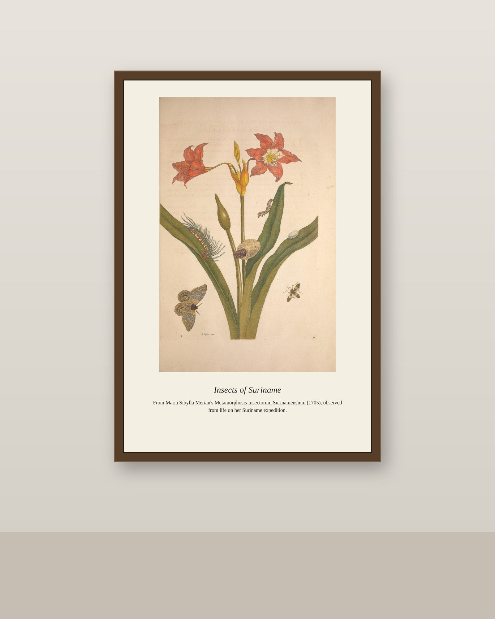 Surinam Insects and Plants (8) antique botanical print shown framed on a wall in a styled room