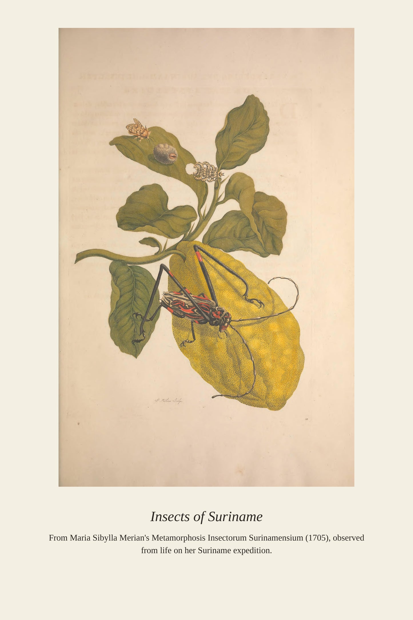Surinam Insects and Plants (9) - Antique Botanical Print