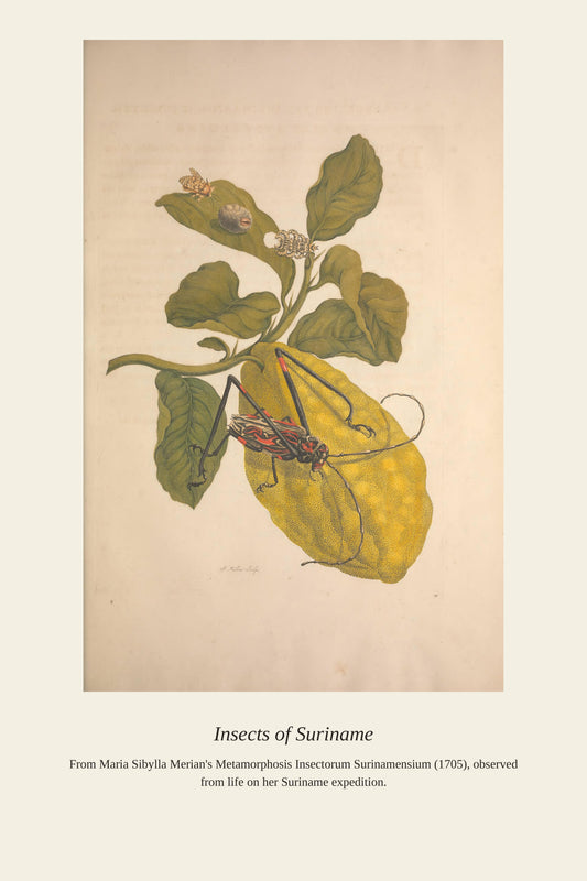 Surinam Insects and Plants (9) - Antique Botanical Print