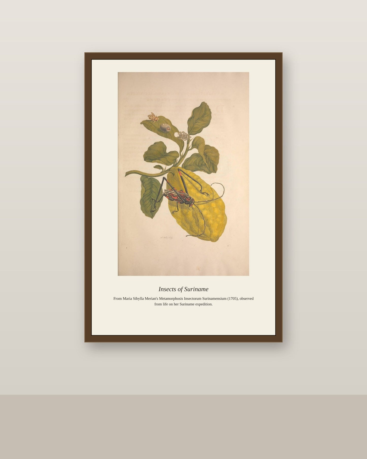Surinam Insects and Plants (9) antique botanical print shown framed on a wall in a styled room
