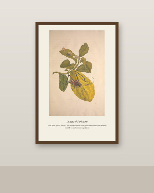 Surinam Insects and Plants (9) antique botanical print shown framed on a wall in a styled room