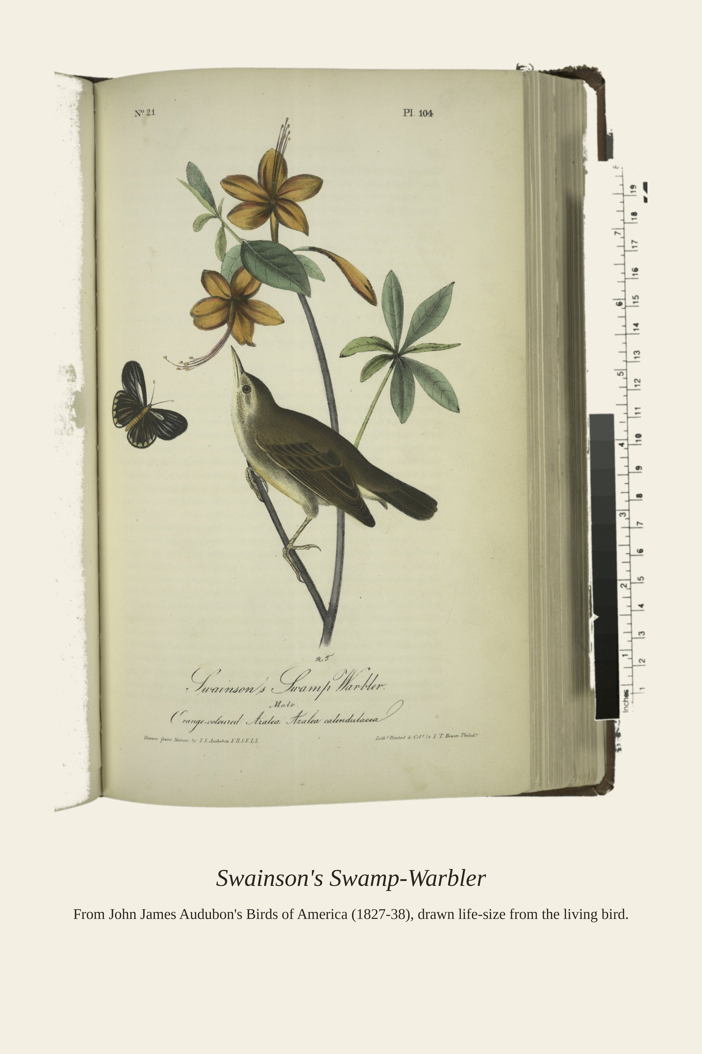 Swainson's Swamp Warbler. Male - Antique Bird Print