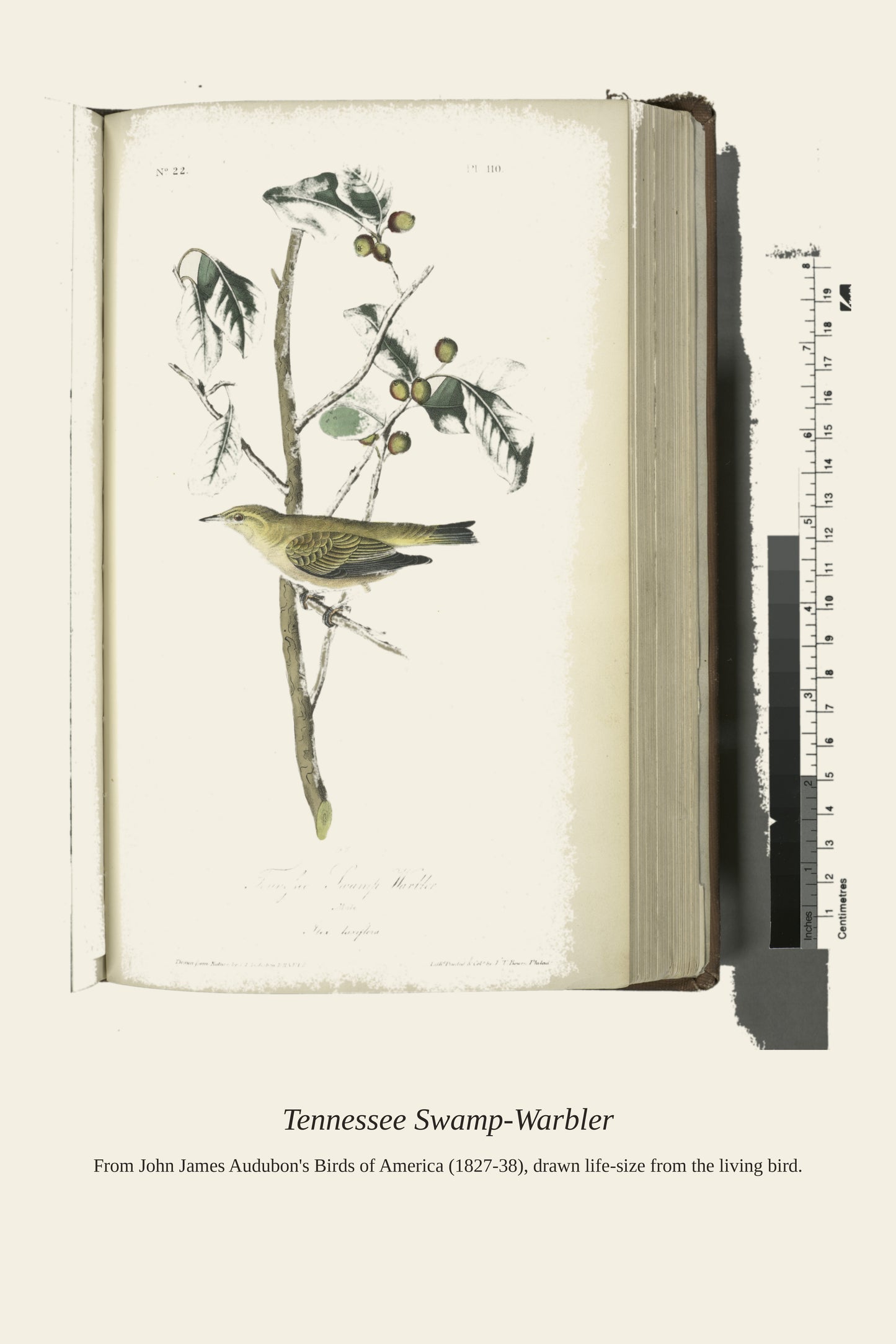 Tennessee Swamp Warbler. Male. Ilex Laxyflora - Antique Bird Print