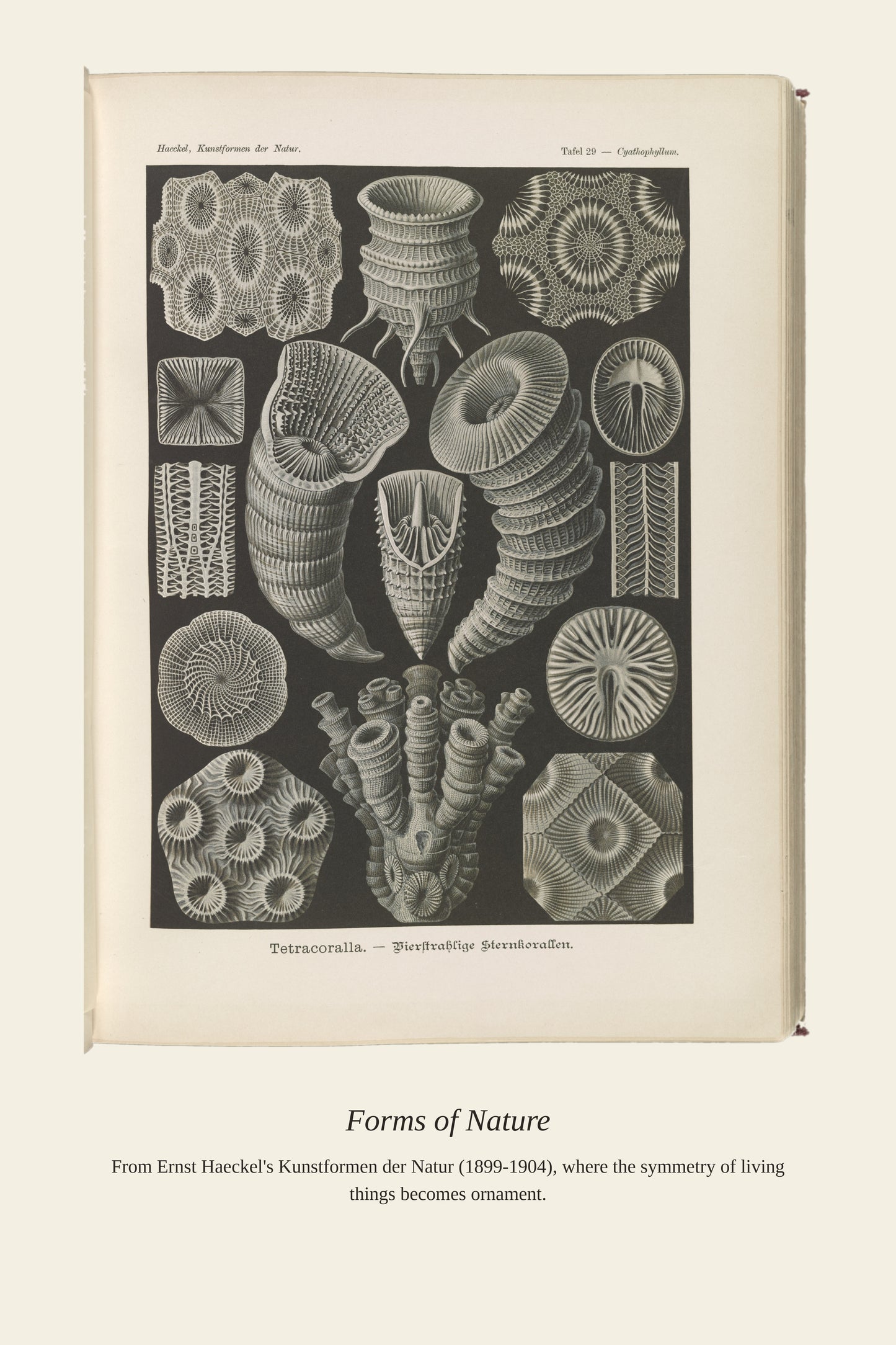 Tetracoralla. Bierstrahlige Sternkorallen - Antique Art Print