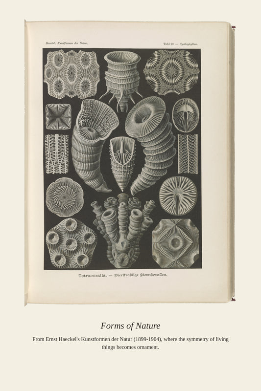 Tetracoralla. Bierstrahlige Sternkorallen - Antique Art Print