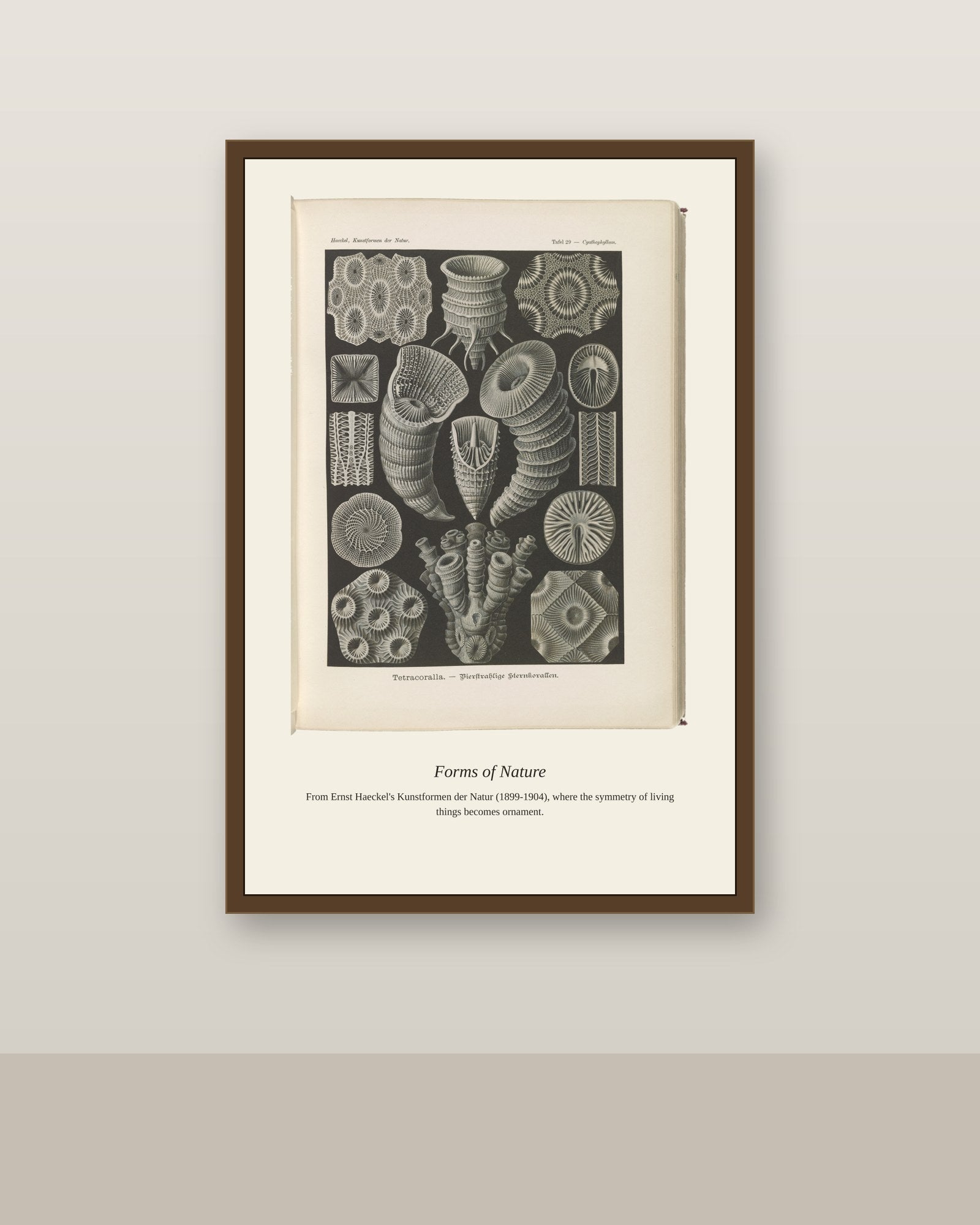 Tetracoralla. Bierstrahlige Sternkorallen antique art print shown framed on a wall in a styled room