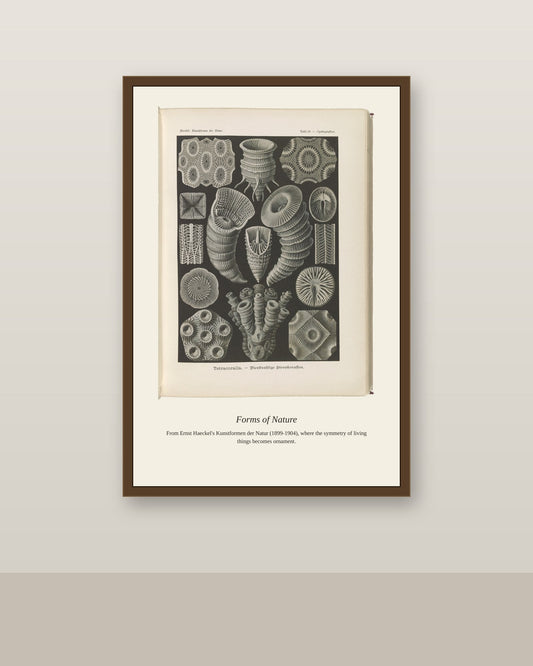 Tetracoralla. Bierstrahlige Sternkorallen antique art print shown framed on a wall in a styled room
