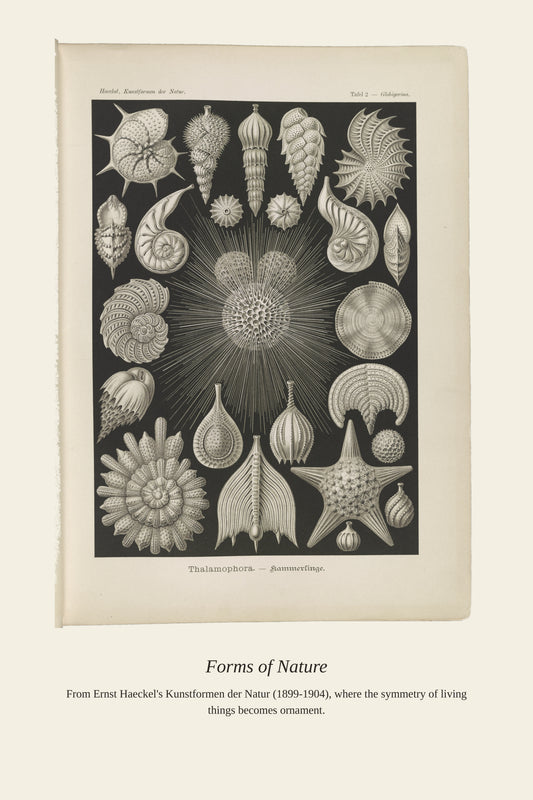 Thalamophora. Kammerlinge - Antique Art Print