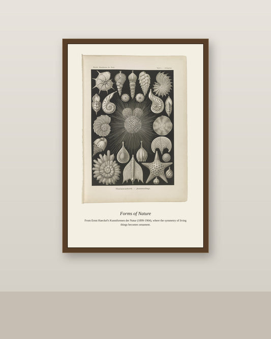 Thalamophora. Kammerlinge antique art print shown framed on a wall in a styled room