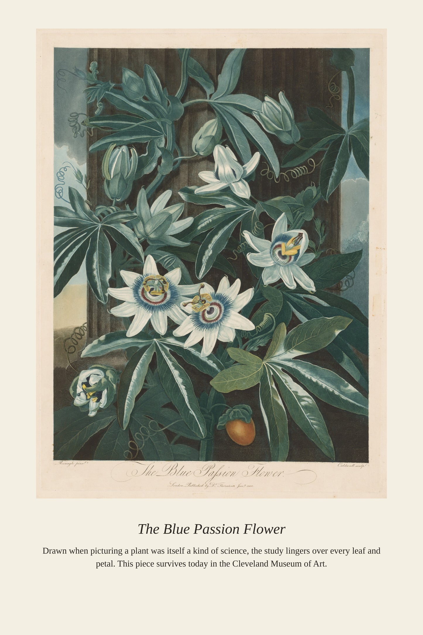 The Blue Passion Flower - Antique Botanical Print