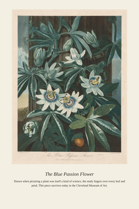 The Blue Passion Flower antique botanical print, Temple of Flora mezzotint of passionflower with dark teal foliage