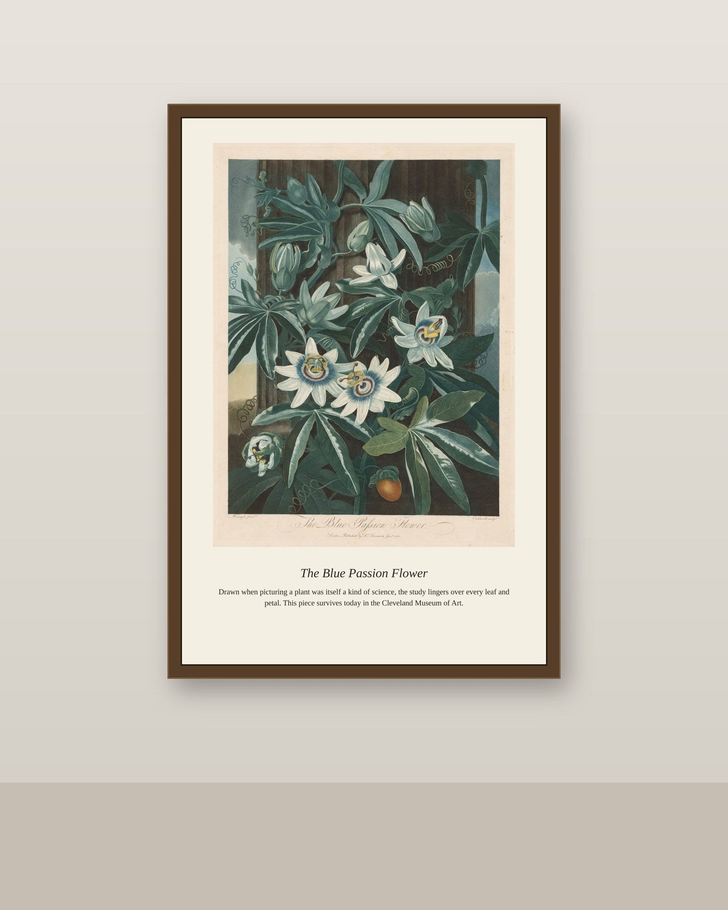 The Blue Passion Flower antique botanical print shown framed on a wall in a styled room