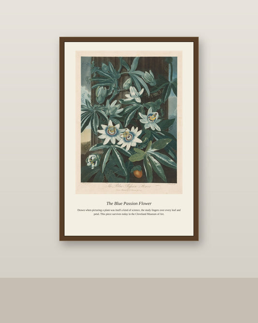 The Blue Passion Flower antique botanical print shown framed on a wall in a styled room