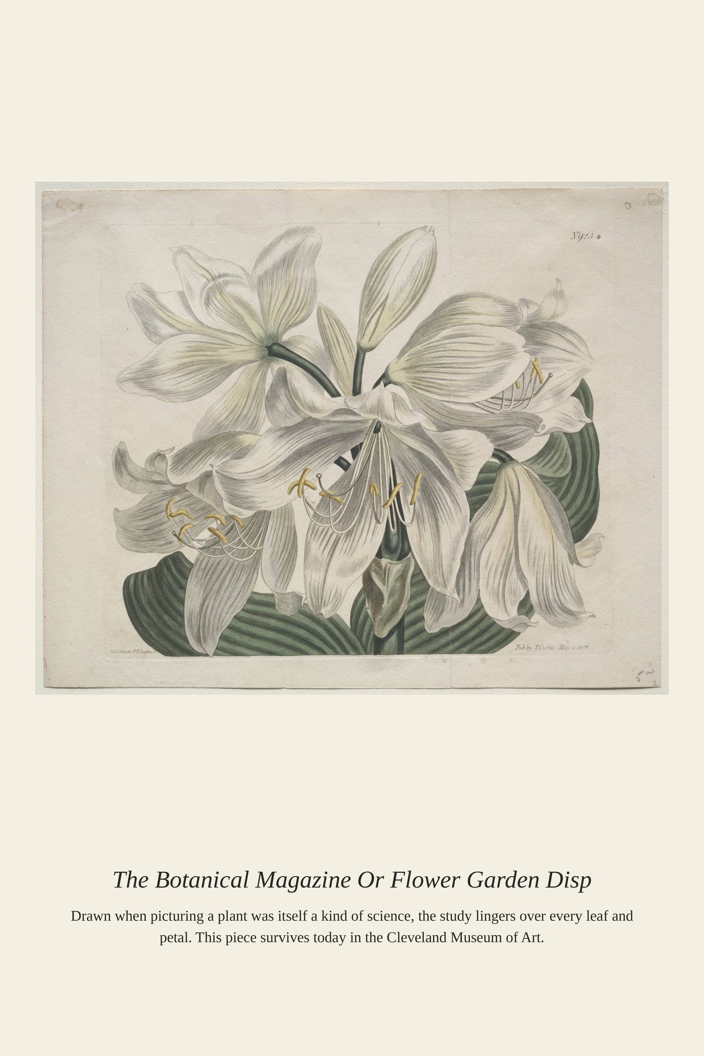 The Botanical Magazine Or Flower Garden Disp - Antique Botanical Print