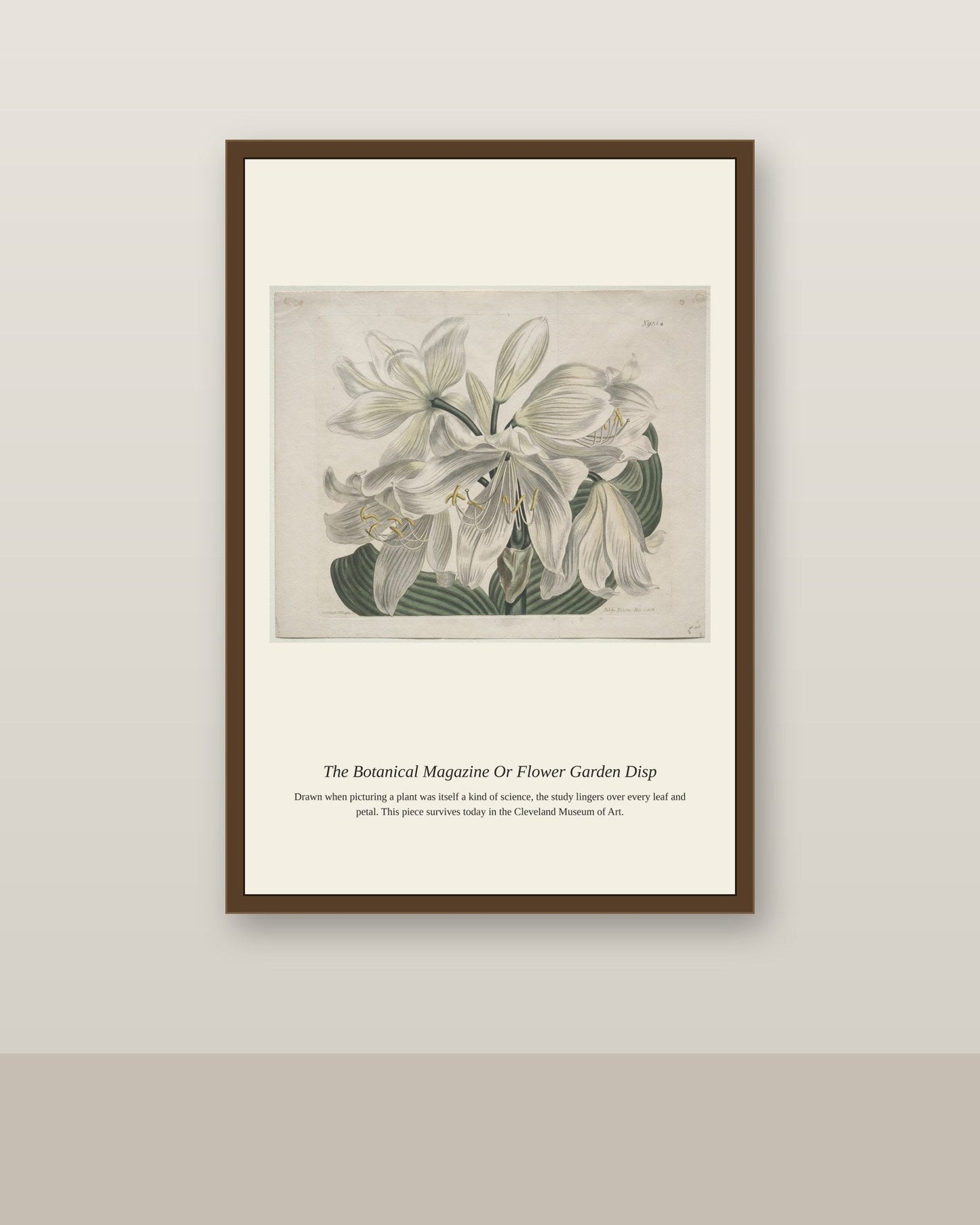 The Botanical Magazine Or Flower Garden Disp antique botanical print shown framed on a wall in a styled room