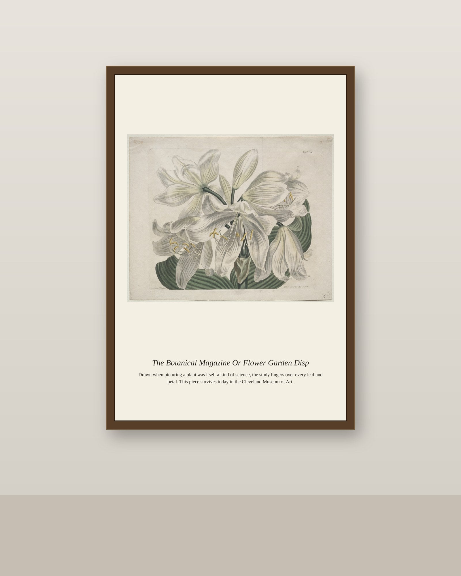 The Botanical Magazine Or Flower Garden Disp antique botanical print shown framed on a wall in a styled room