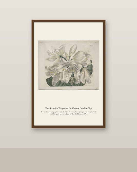 The Botanical Magazine Or Flower Garden Disp antique botanical print shown framed on a wall in a styled room