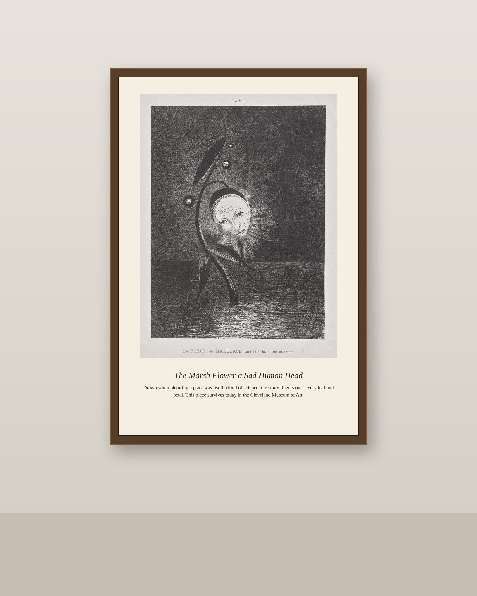 The Marsh Flower a Sad Human Head antique botanical print shown framed on a wall in a styled room