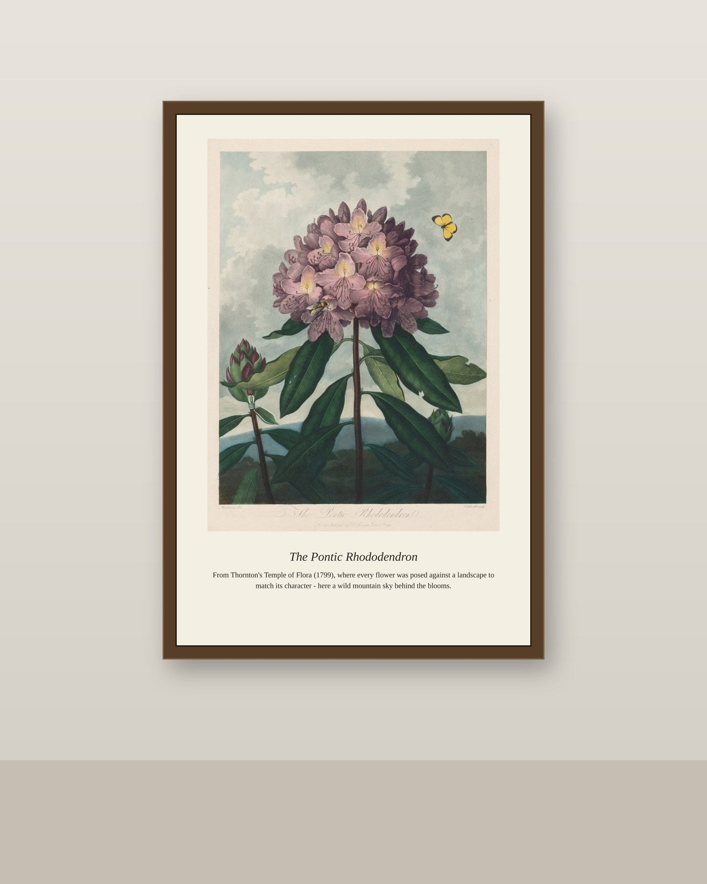 The Pontic Rhododendron antique botanical print shown framed on a wall in a styled room